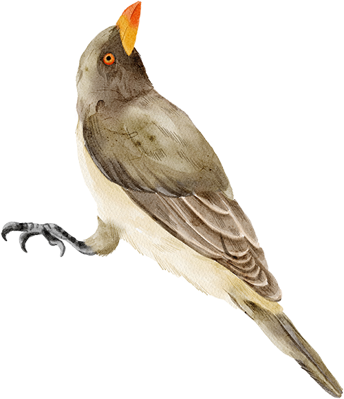 watercolor bird