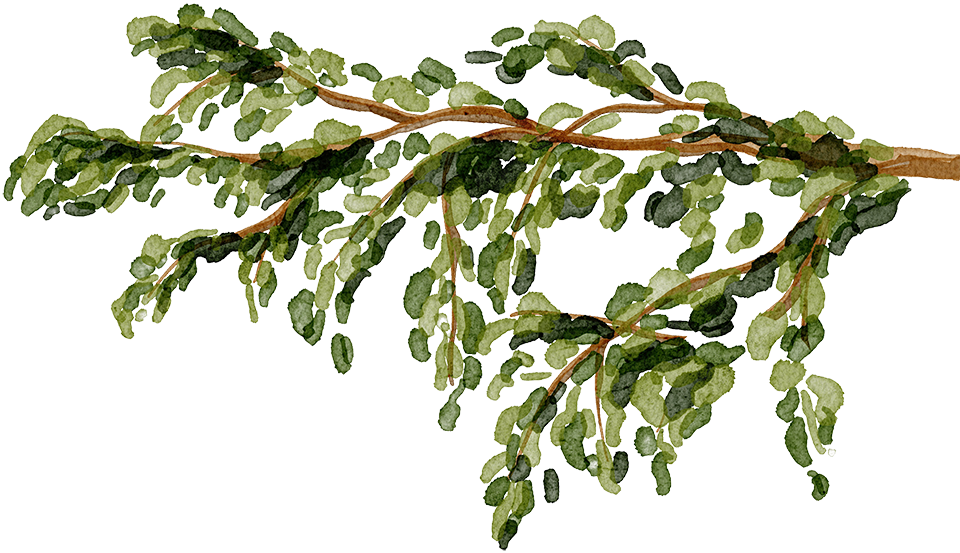 watercolor tree branch